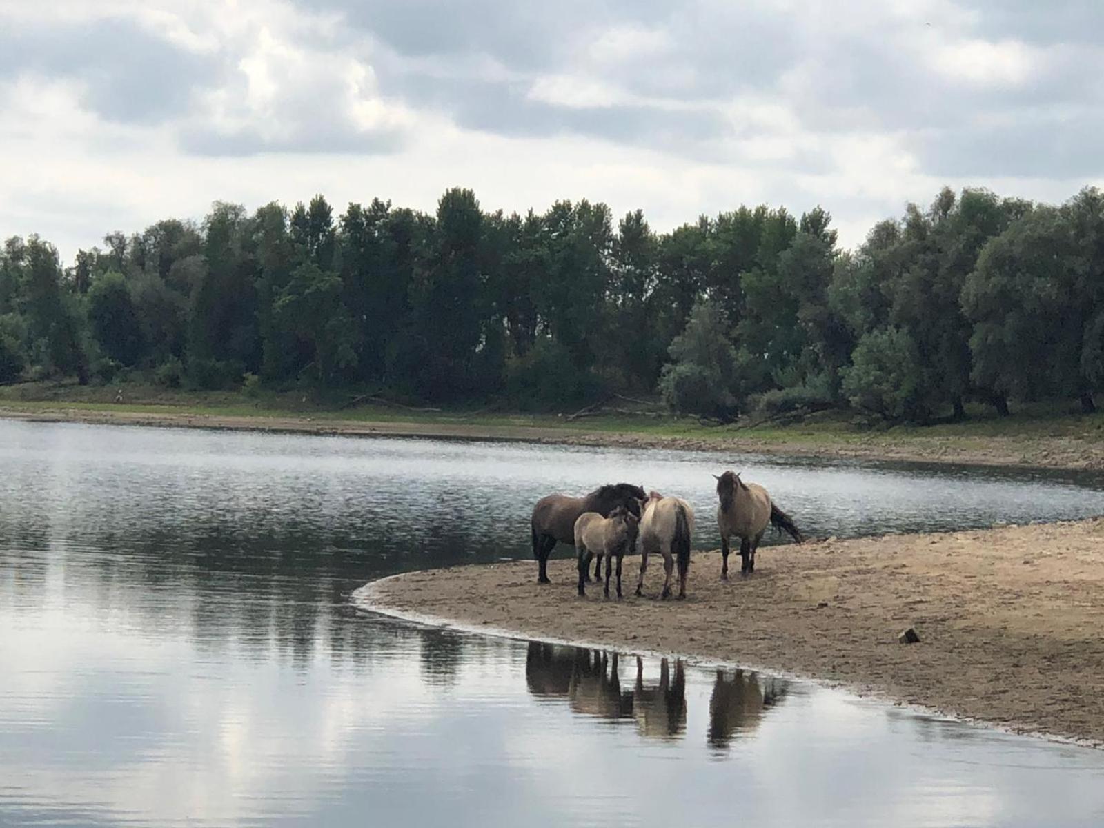 De Hazelaarshof Luxe Glampingtent Bij Natuurgebied De Millingerwaard Kekerdom エクステリア 写真
